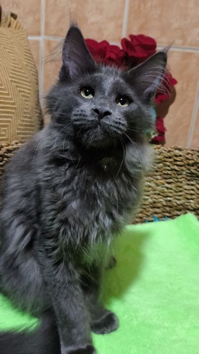 BLUE мейн кун котёнок голубой