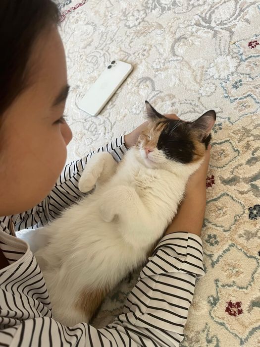 Әдемі мысық сатылады