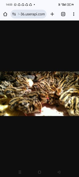 Перепелка разных возрастов