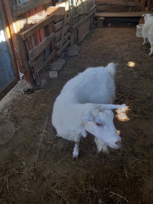 Занен лакты ешкі обмен