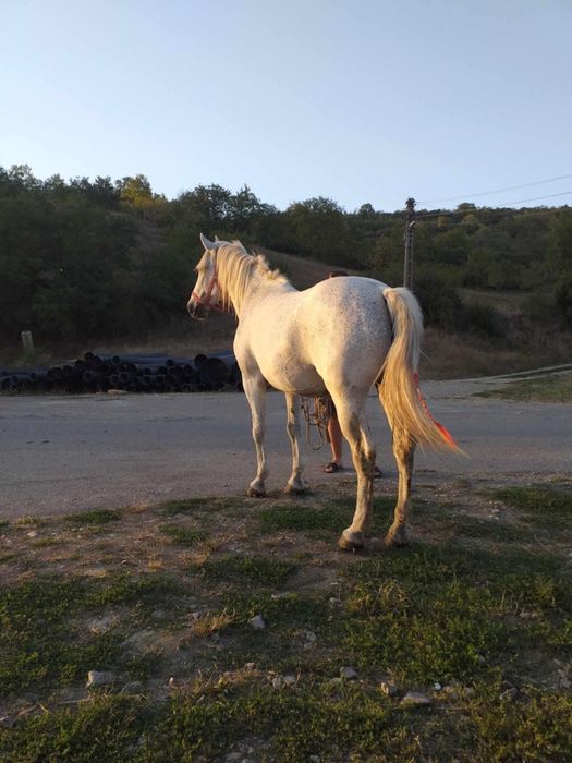 Iapa garantată de vanzare sau schimb cu animale vaci juninci viteii