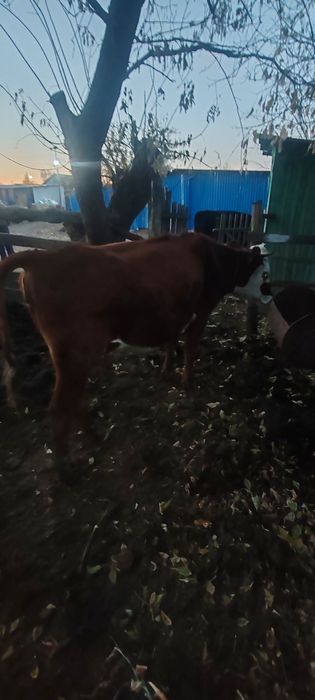 продам быка телкути корову