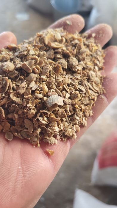 Ракушка оптом и в розницу