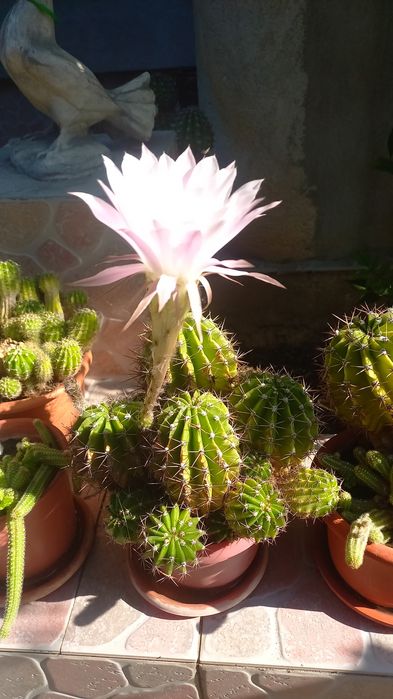 CACTUȘI INFLORITI Diverse MODELE,Culori,crescuți ghiveci cu rădăcini