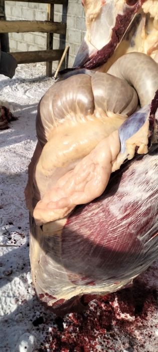 Продам соғым 2елі