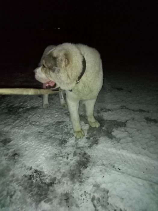 Вязка Кобель САО Алабай
