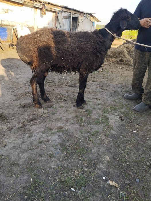 Продам барана, кочкар