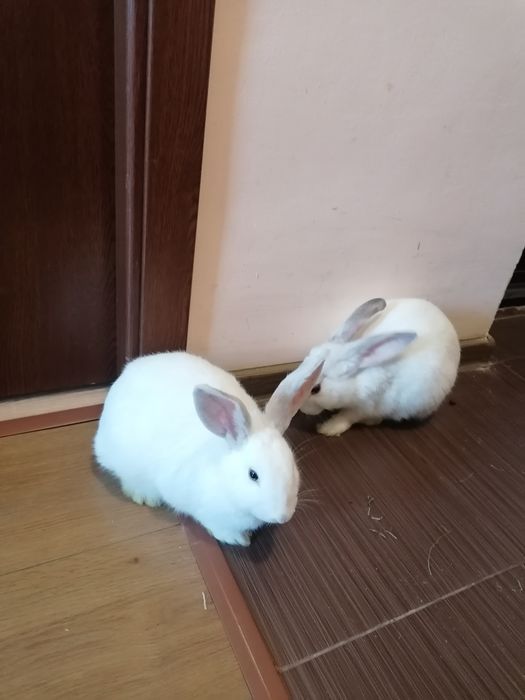 Iepuri de apartament