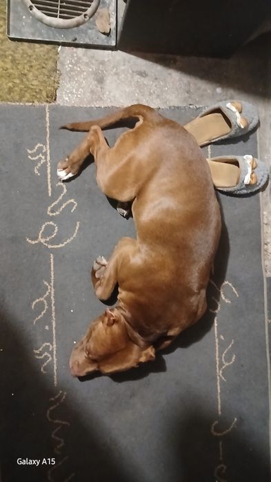 Питбул (питоподобно)