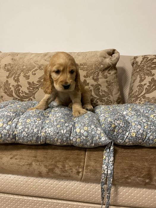 Fetita Cocker Spaniel