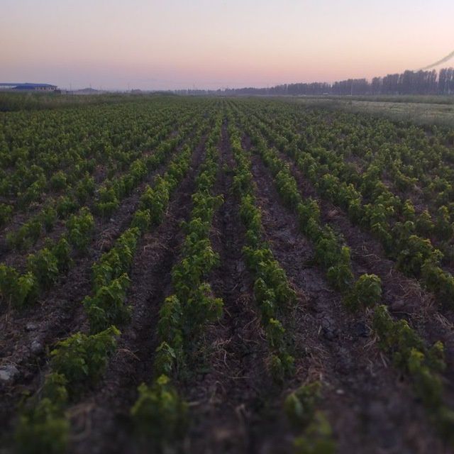 Узум кучатлари сотилади Продается саженцы винограда