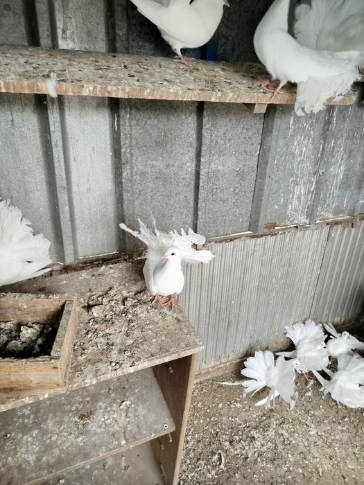 Продавам Гълъби Фенерлии