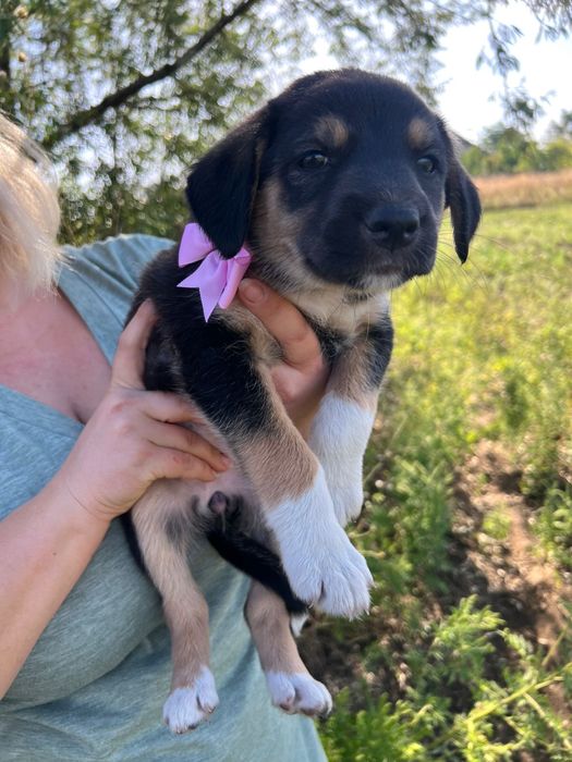9 puiuți pentru adopție / 3 fete și 6 băieți