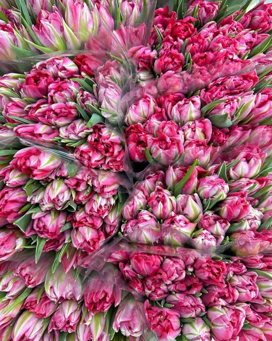 Тюльпаны оптом,букет цветов,букет роз,пионы