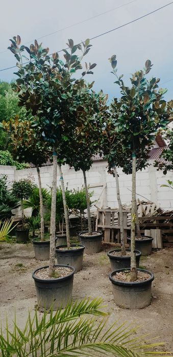 Magnolie yelow bry (galbenă)