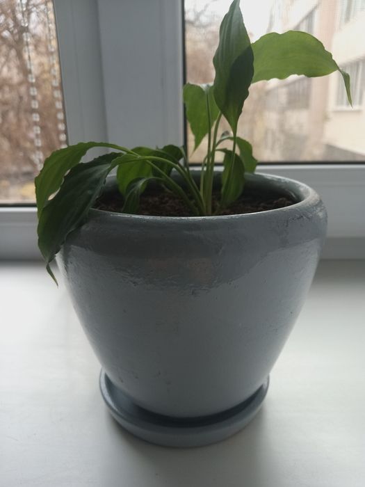 Цветы комнатные  продам