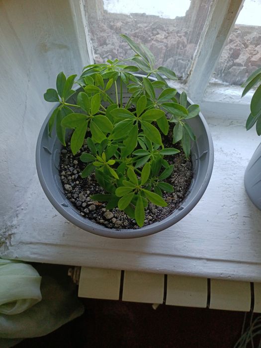 Продам  домашний цветок шефлеру