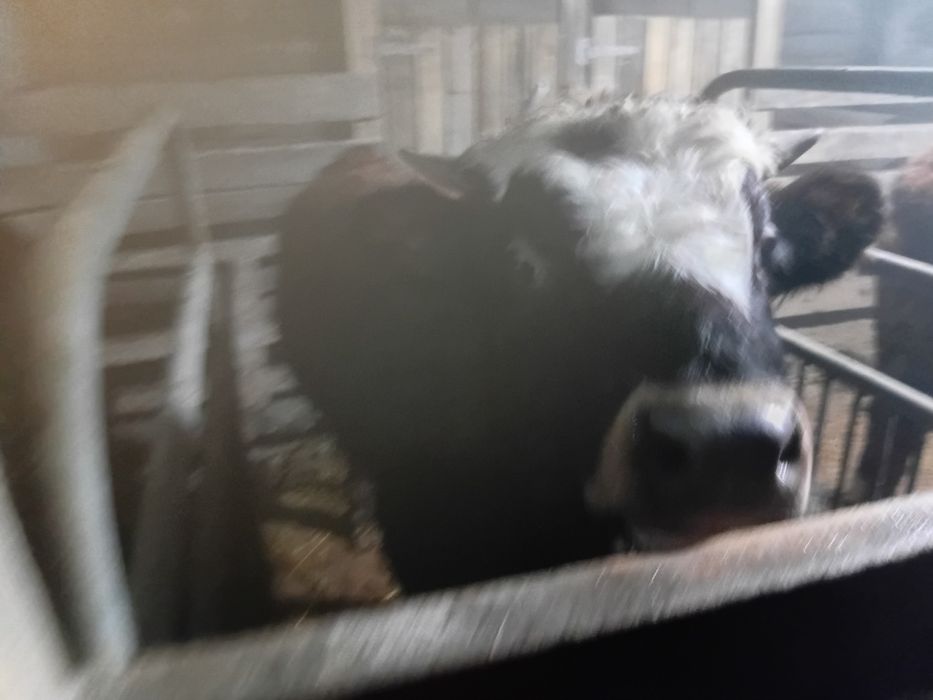 Бычки телочки  откормленые