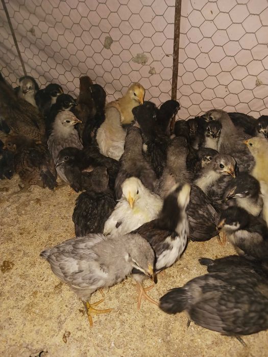 Vând pui de rasa australorp