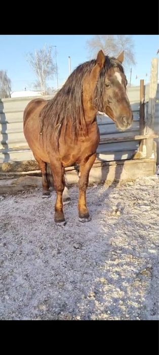 Продаётся жеребец