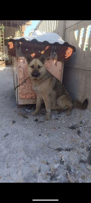 Собака. Дворняжка