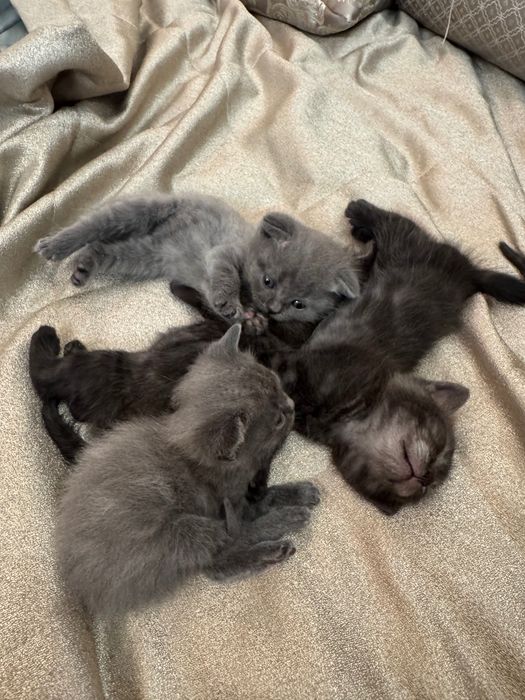 Отдам котят в добрые руки