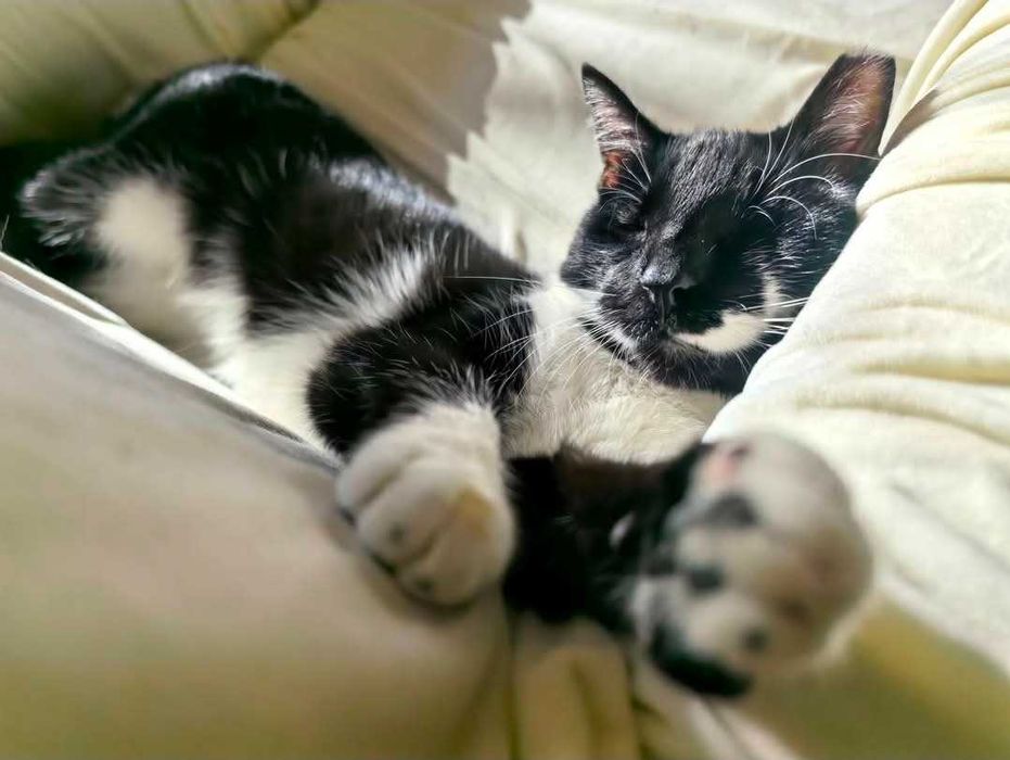 Коте Мърр търси дом