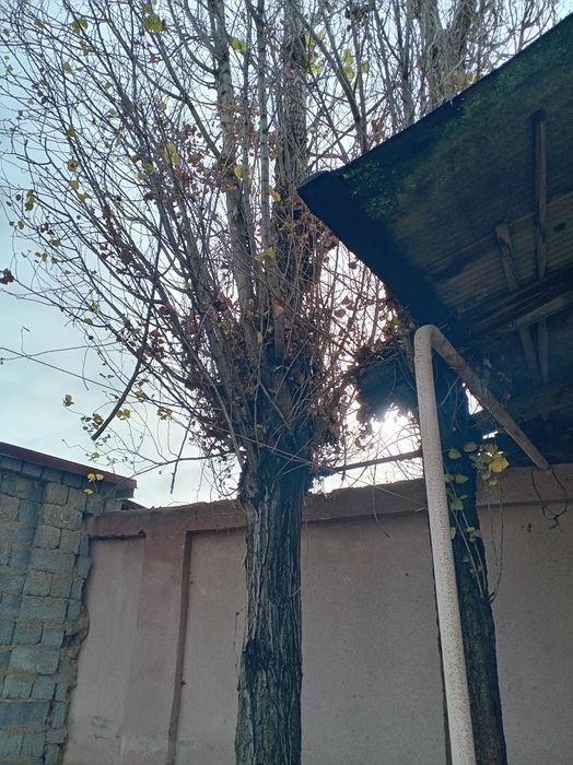 Ўтин бор аралаб олиш керак