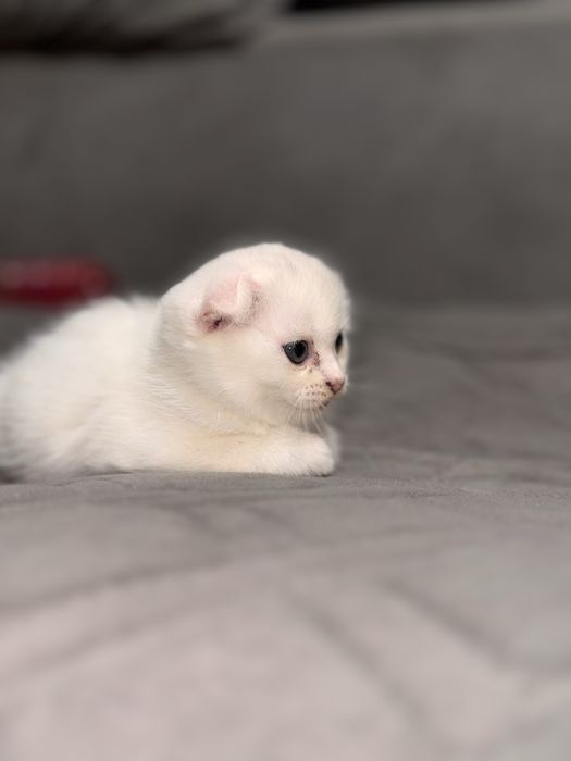 Милые котята ищут любящих хозяев