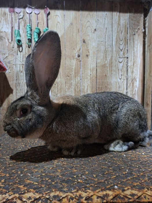 Vând iepuri Uriaș German Gri
