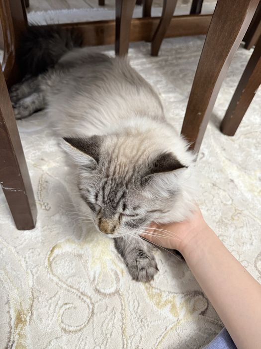 Отдам в хорошие руки кота!