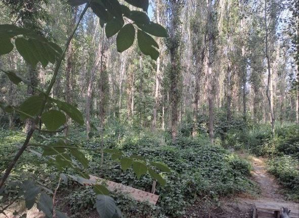 6 соток земли в окружении леса!