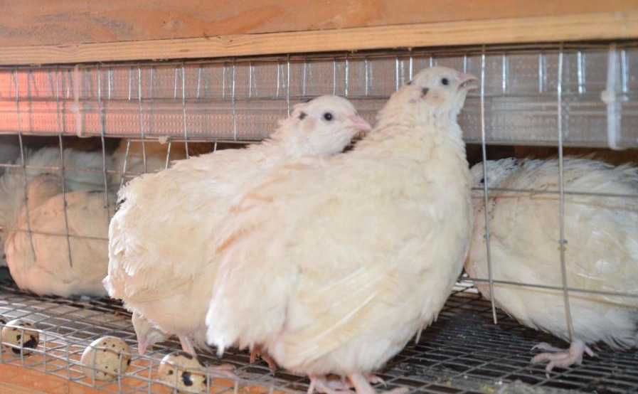 Bedana jo'jalari Beliy gigant Texas jojasi