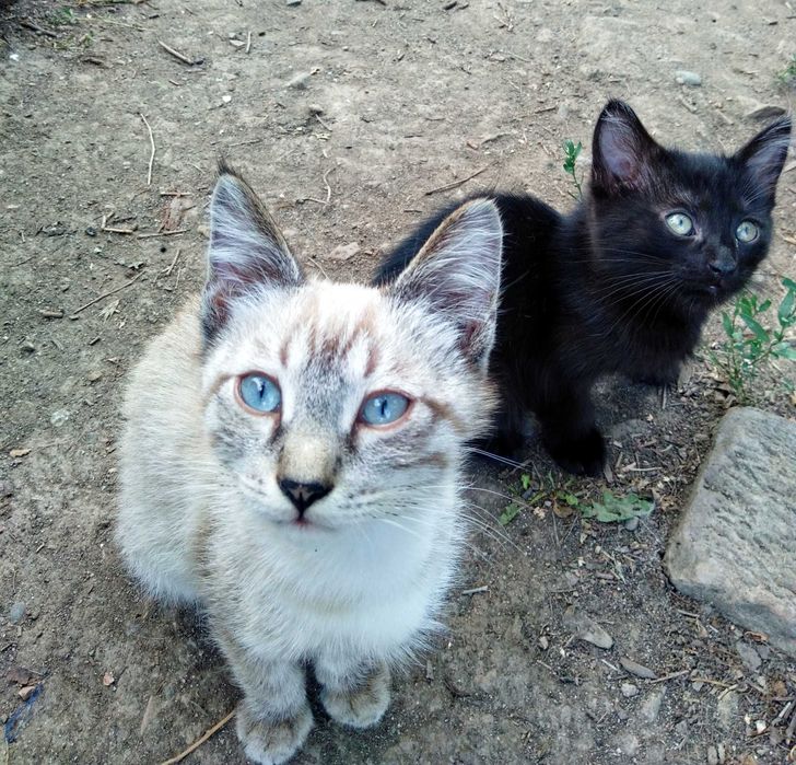 Крысоловы котики ищут дом