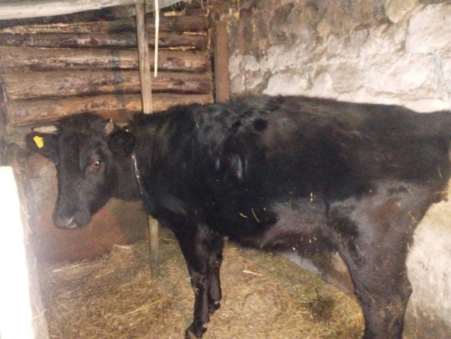 Продам нетель , стельную