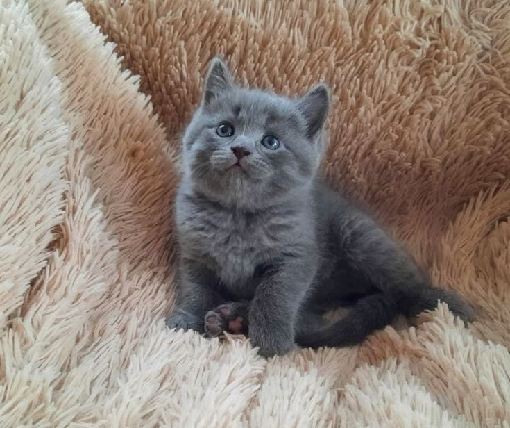 Британский котенок