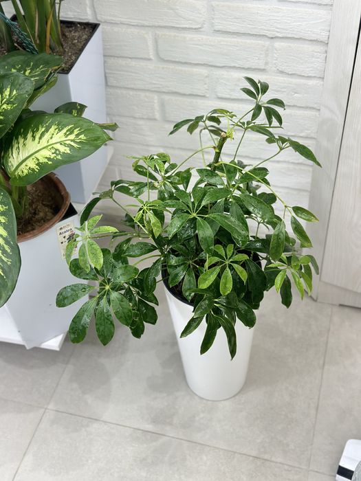 Комнатные растение-Красота и польза