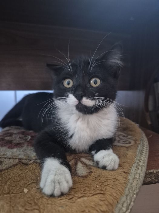 Отдам бесплатно котёнка
