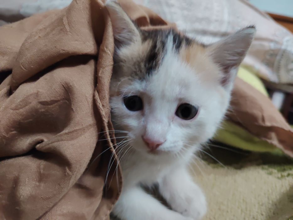 Отдадим котёнка девочку