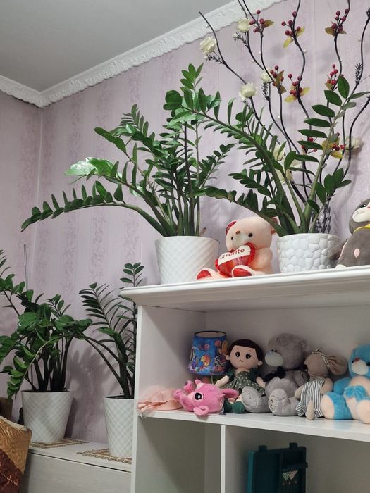 Растения Комнатные цветы