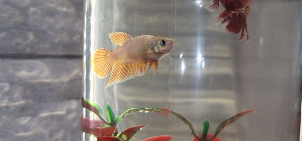 Betta Femelă Pink Opal Veiltail