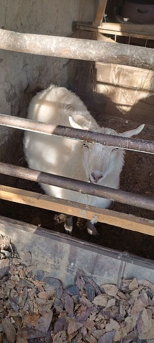 Echki  45 kg dan balan vazni narxi 4 mln