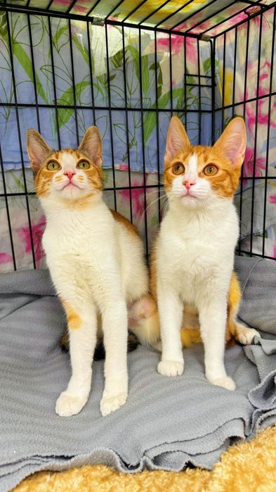 2 pisicute superbe