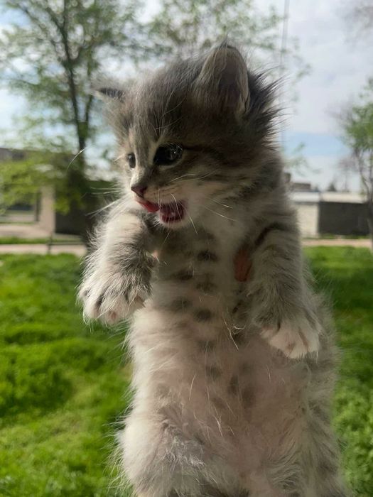 Мушук кошки мушик боласи