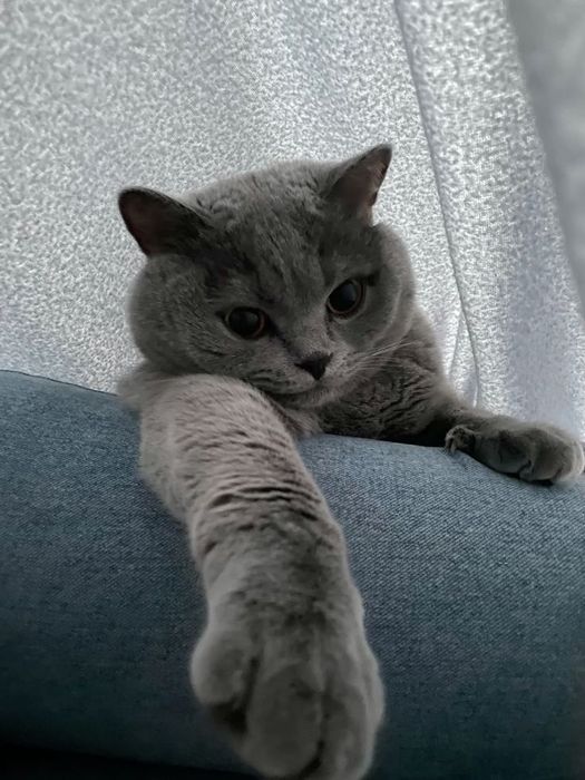 Продам британских котят