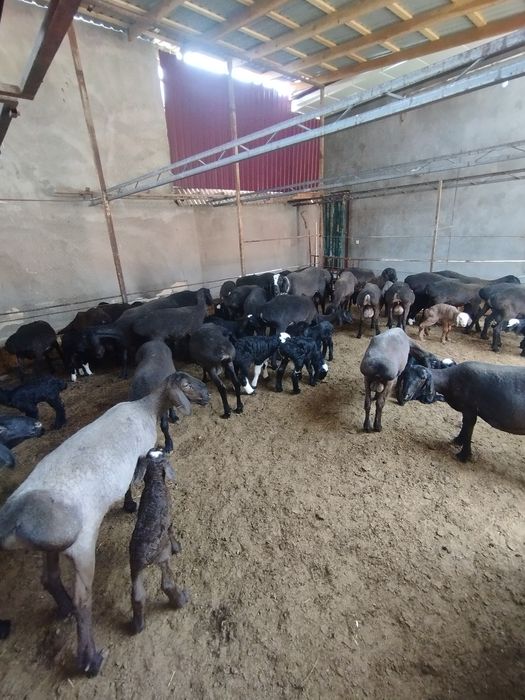 Исори она бола койлар