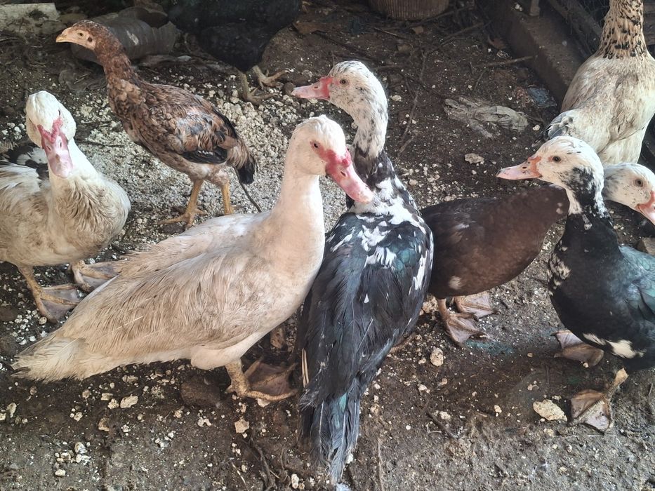 Индоутка қораздары сатылады. Обмен бар.