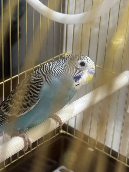 Волнистый попугай