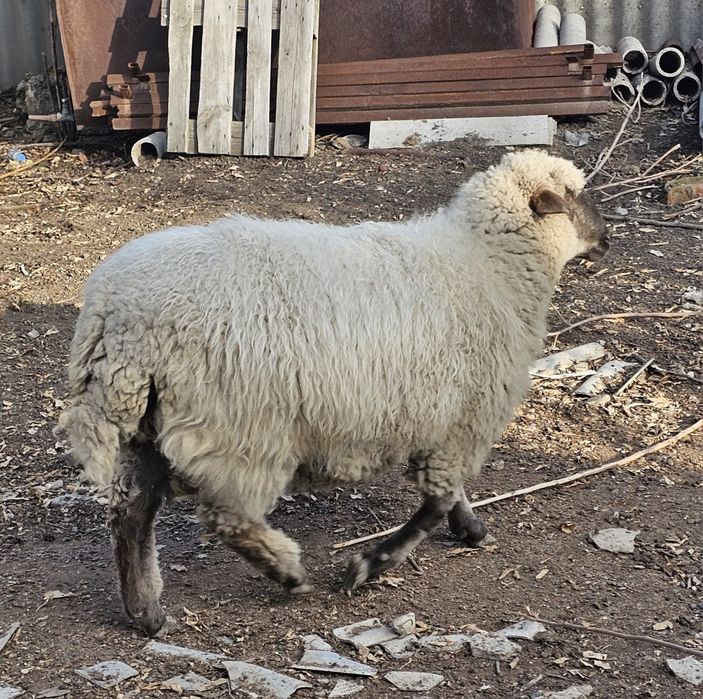 Продам жирного барана