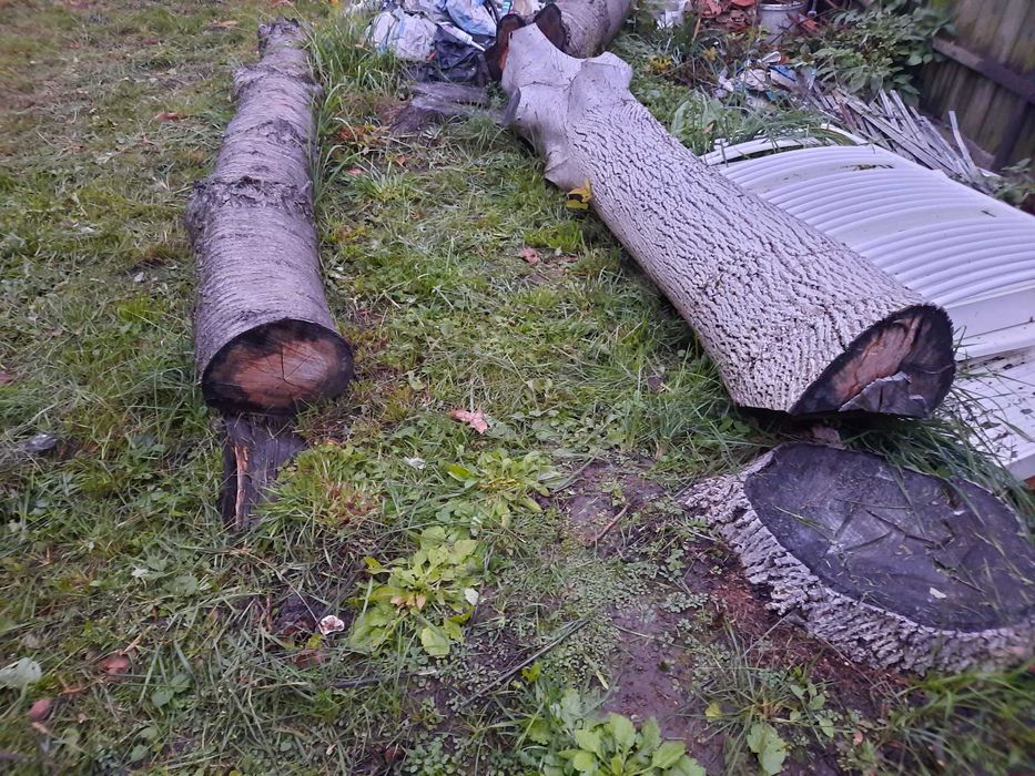 Trunchi cires negru si nuc